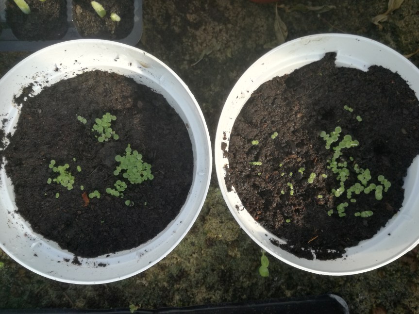 Idrolizzati proteici nella germinazione e crescita di&nbsp;aeonium