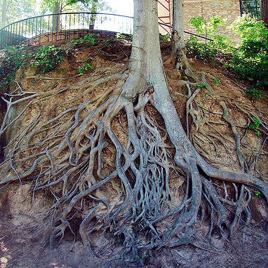 Nutrienti e sostanze umiche per lo sviluppo&nbsp;radicale