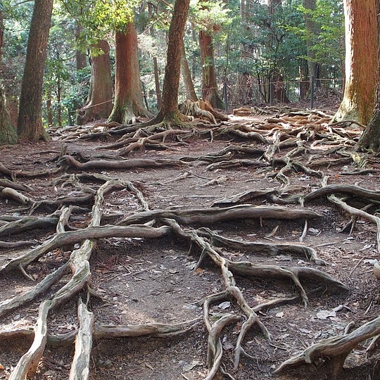 I microrganismi e gli essudati&nbsp;radicali