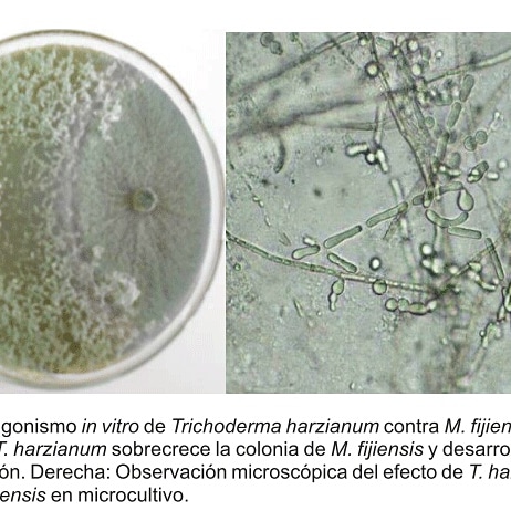 Antagonismo e biocontrollo dei&nbsp;patogeni