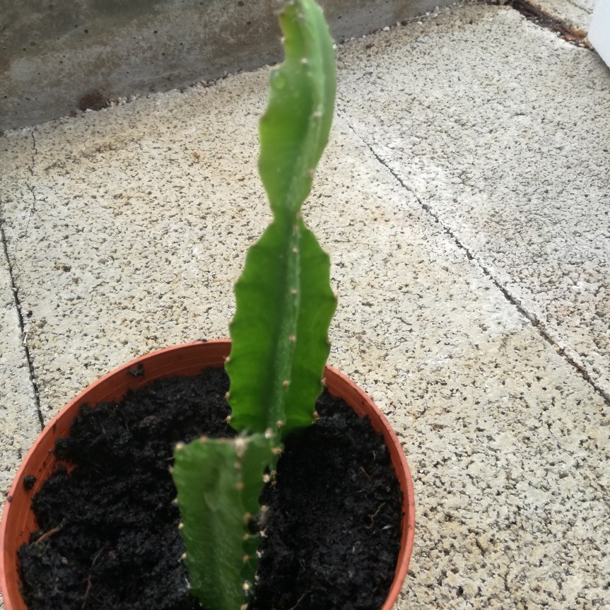 Glomus intraradices per lo sviluppo delle piante e la produzione di frutti in Hylocereus undatus&nbsp;(pitaya)