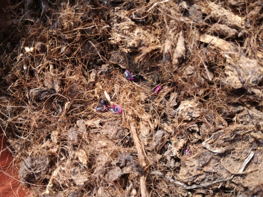 Gigaspora Margarita per la germinazione dei semi di Pitaya bianca, gialla e&nbsp;rossa