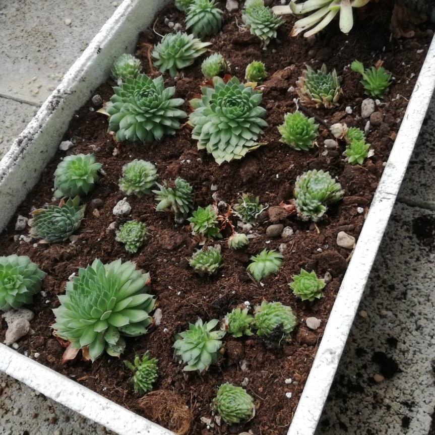 Utilizzo di macerato di tarassaco e di tagete nella radicazione di talee di&nbsp;sempervivum