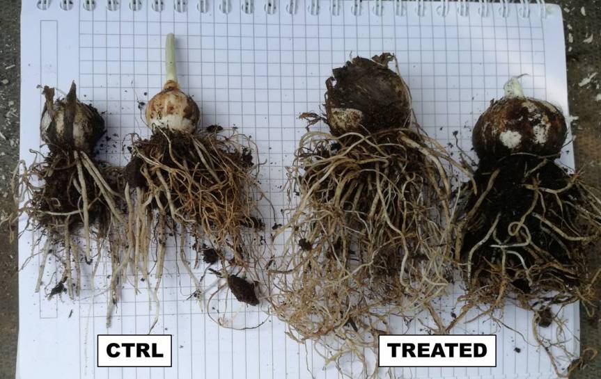 Article: Effect of Azospirillum brasilense on garlic (Allium sativum L.)&nbsp;cultivation