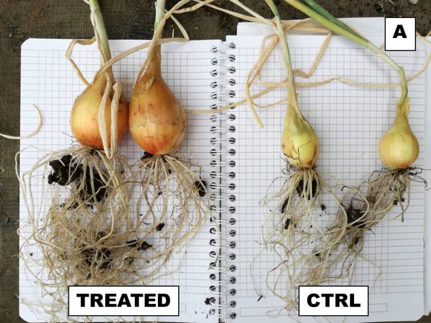 Article: Effective microorganisms for the cultivation and qualitative improvement of onion (Allium cepa&nbsp;L.).