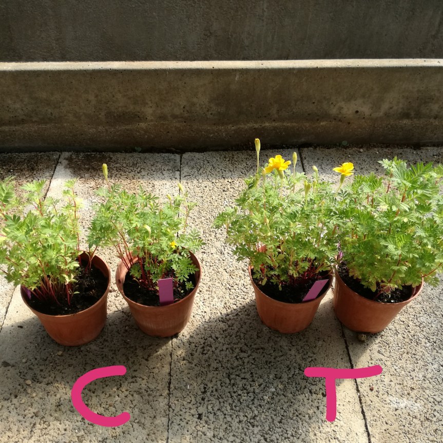 Macerato di tarassaco per la biostimolazione di tagete giallo e&nbsp;arancio