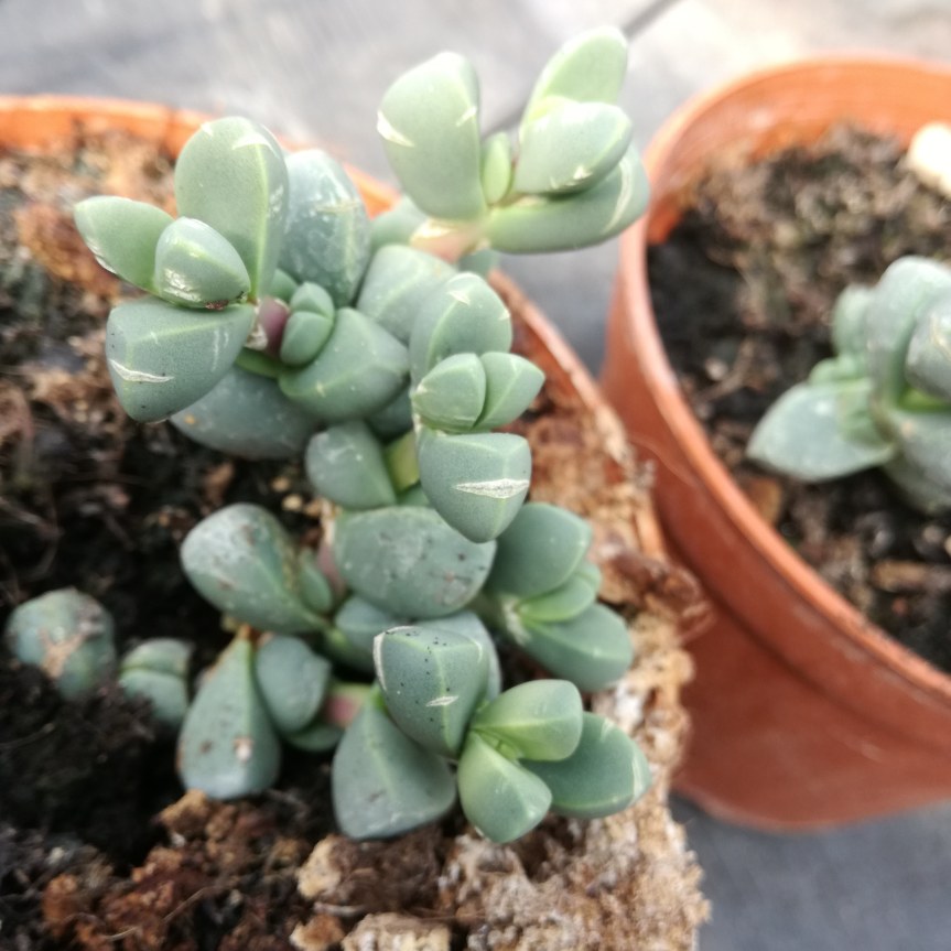 Glomus intraradices su corpuscolaria&nbsp;lehmanni