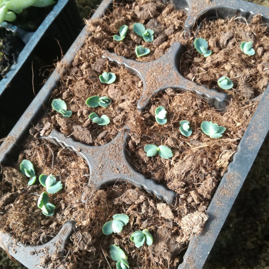 Valutazione della crescita su Kalanchoe pinnata e manginii con Pseudomonas e ridotto contenuto di&nbsp;fosforo