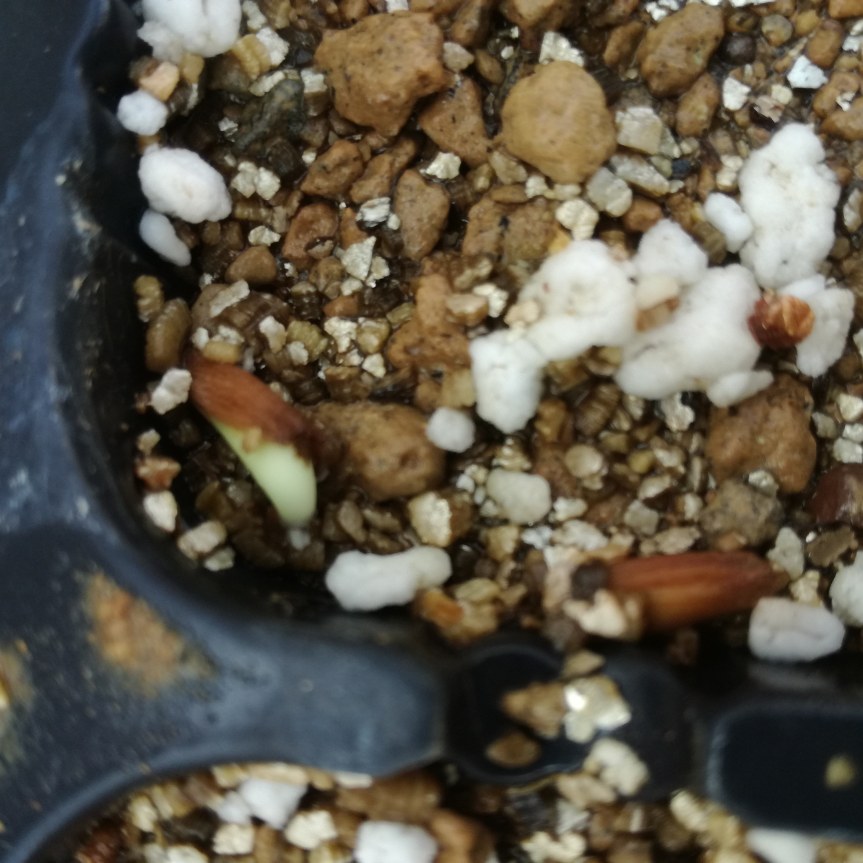 Substrati alternativi per la germinazione e crescita di adenium&nbsp;obesum