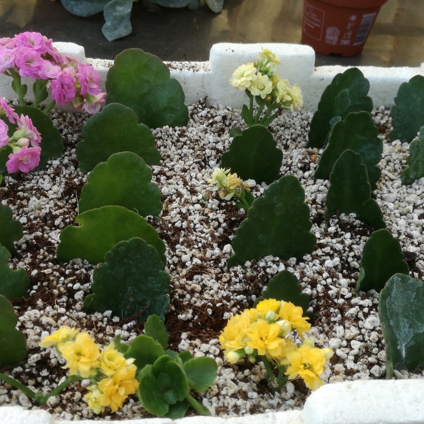 Come effettuare le talee di Kalanchoe&nbsp;blossfeldiana