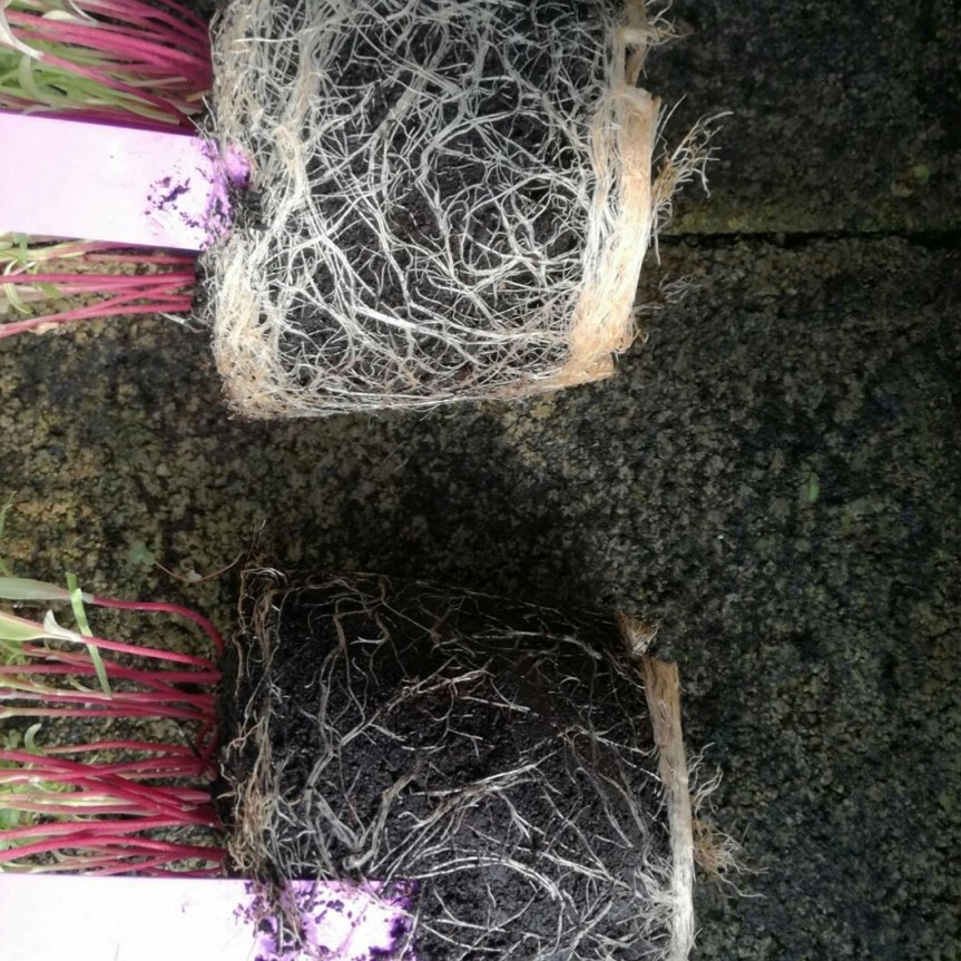 Che cosa sono le&nbsp;micorrize?