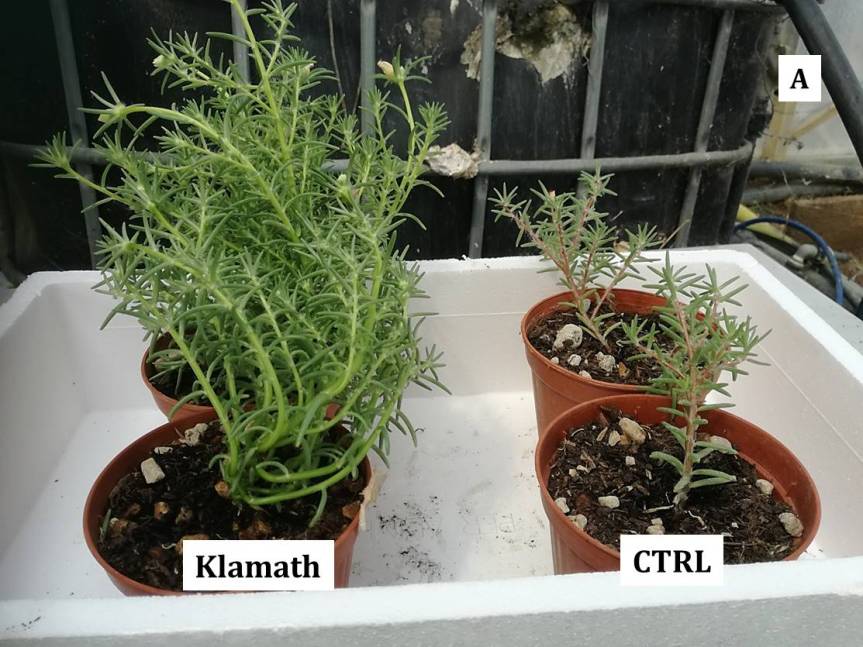Article: Possible use of Spirulina and Klamath algae as biostimulants in Portulaca grandiflora (Moss&nbsp;Rose)