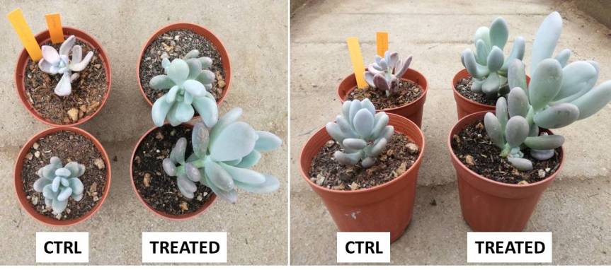 Article: Trichoderma harzianum: biocontrol to Rhizoctonia solani and biostimulation in Pachyphytum oviferum and Crassula&nbsp;falcata