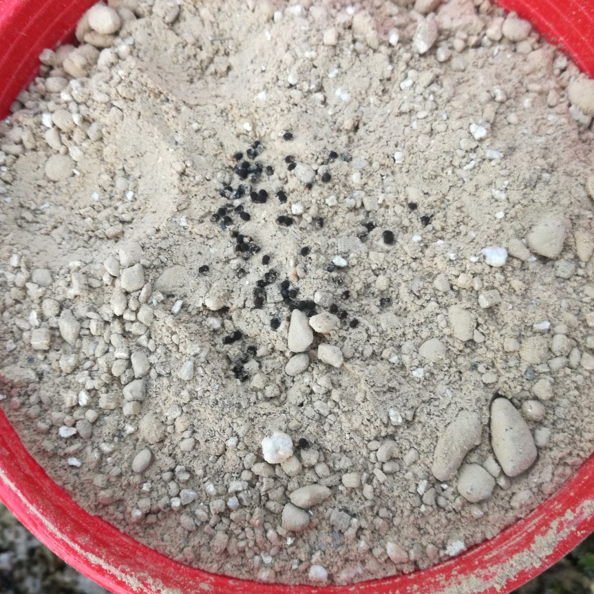 Simbionti dei simbionti