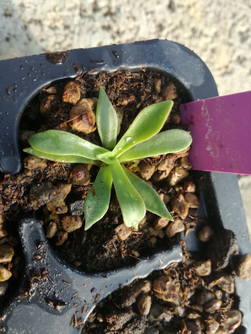 Gigaspora Margarita per la coltivazione di&nbsp;lewisia
