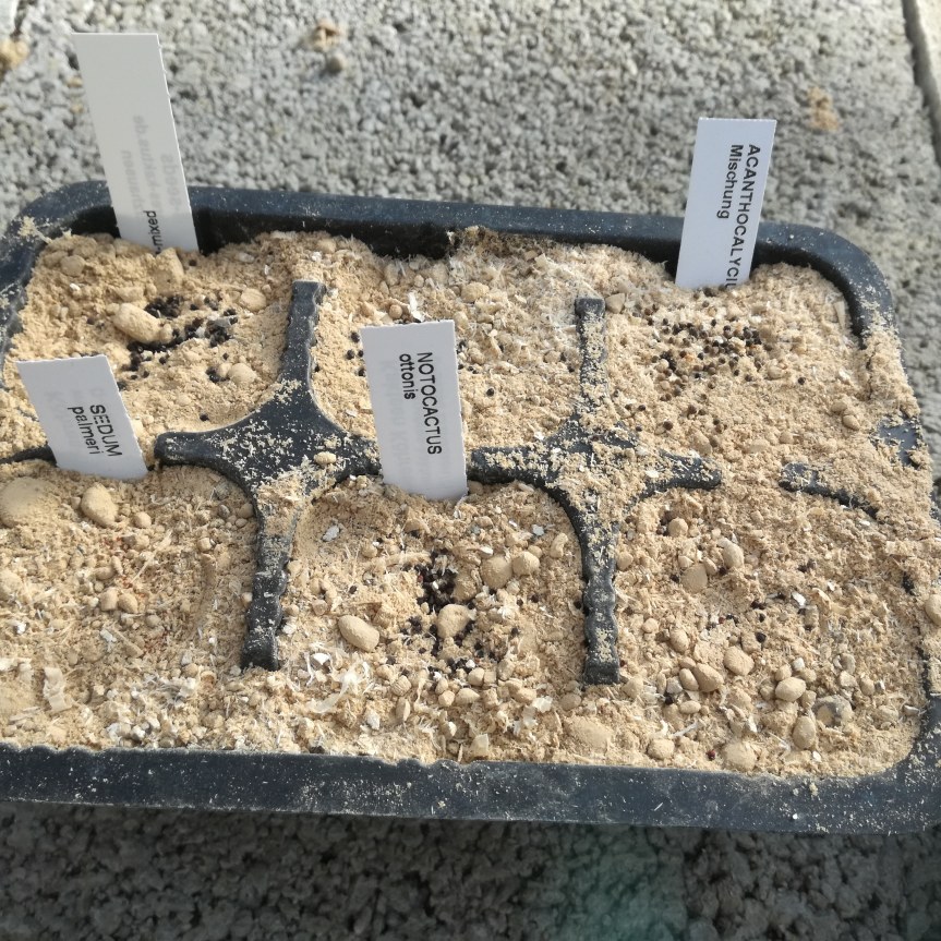 Valutazione di substrati torba free per la germinazione di: acanthocalycium, gasteria, cephalophyllum, sedum, notocactus, lobivia,&nbsp;glottiphyllum.