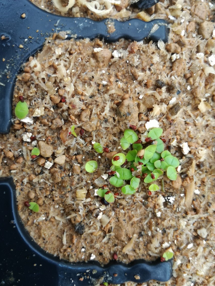 Segatura e zeolititi per la creazione di substrati senza torba nella coltivazione di&nbsp;succulente