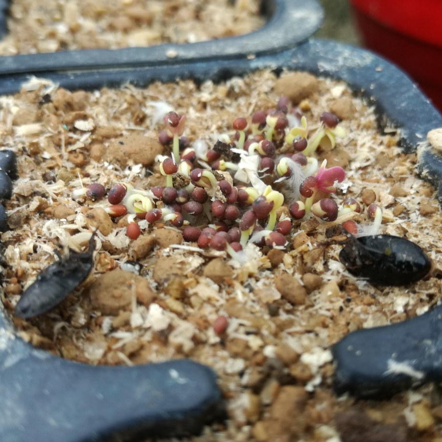 Germinazione di Mizuna, Opuntia, Pitaya, Plumeria su substrato senza torba arricchito di&nbsp;PGPR