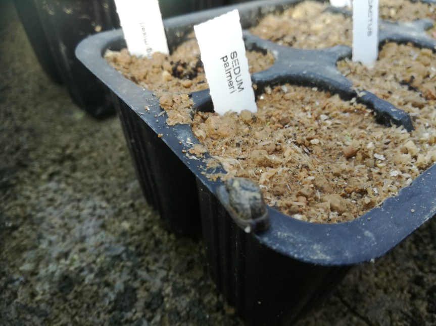 Substrati per il controllo delle&nbsp;lumache