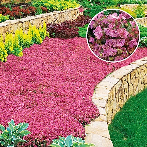 Cosa usare al posto del&nbsp;prato?