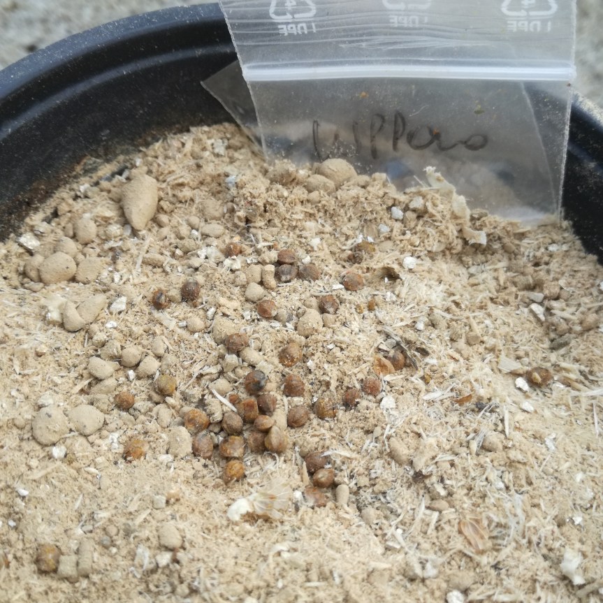 Bacillus subtilis nella coltivazione di luppolo in substrati senza&nbsp;torba