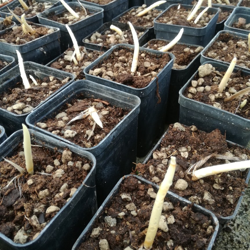 Micorrize nella coltivazione fuori suolo dello zafferano (crocus&nbsp;sativus)