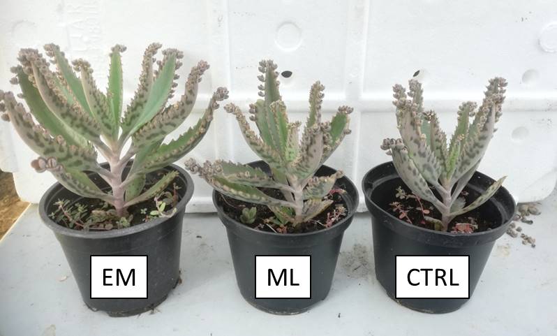 Article: Effective microorganisms for germination and root growth in Kalanchoe&nbsp;daigremontiana