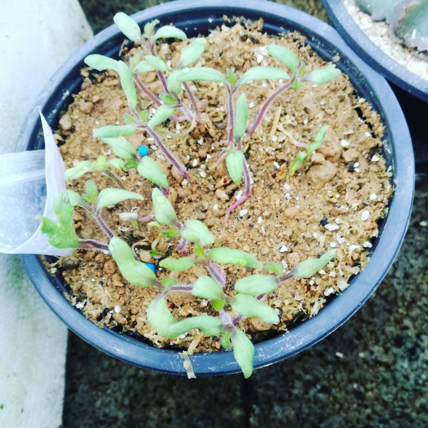 Utilizzo di B.subtilis nella coltivazione di pomodoro&nbsp;siccagno