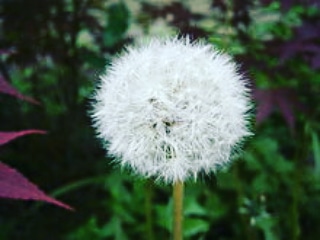 La dispersione del seme in&nbsp;natura