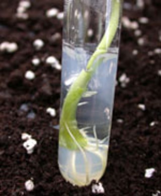 Risanamento da virosi e moltiplicazione rapida delle&nbsp;piante