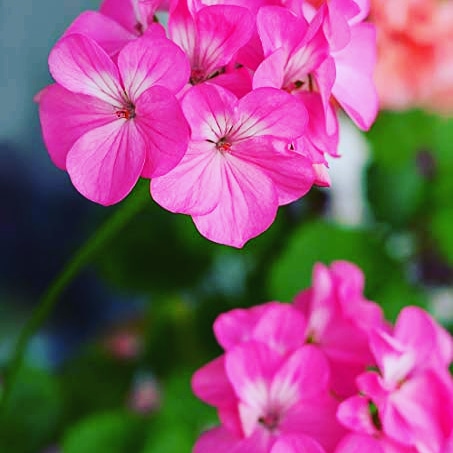 Cura d’inverno del&nbsp;geranio