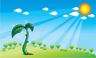 L’importanza della luce nelle&nbsp;piante