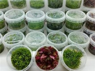 I vantaggi e gli svantaggi della micropropagazione