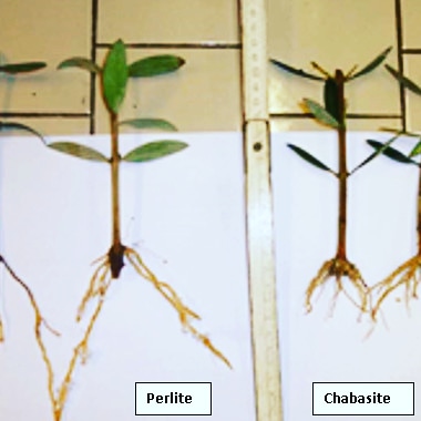 La difesa delle giovani piante di olivo dal&nbsp;freddo