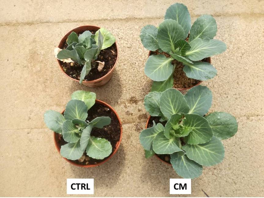 Article: Effect of natural zeolites and zeolites added with microorganisms for the growth of cabbage (Brassica oleracea var. capitata&nbsp;L.)