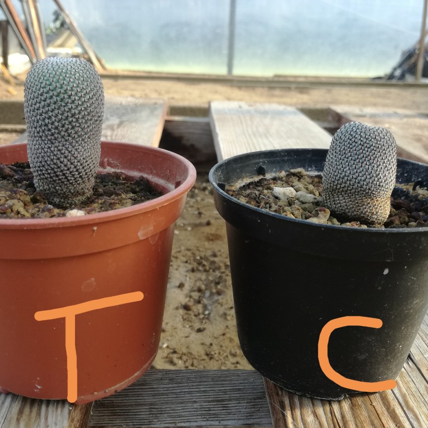 Ascophyllum nodosum nella coltivazione di rebutia e&nbsp;sulcorebutia