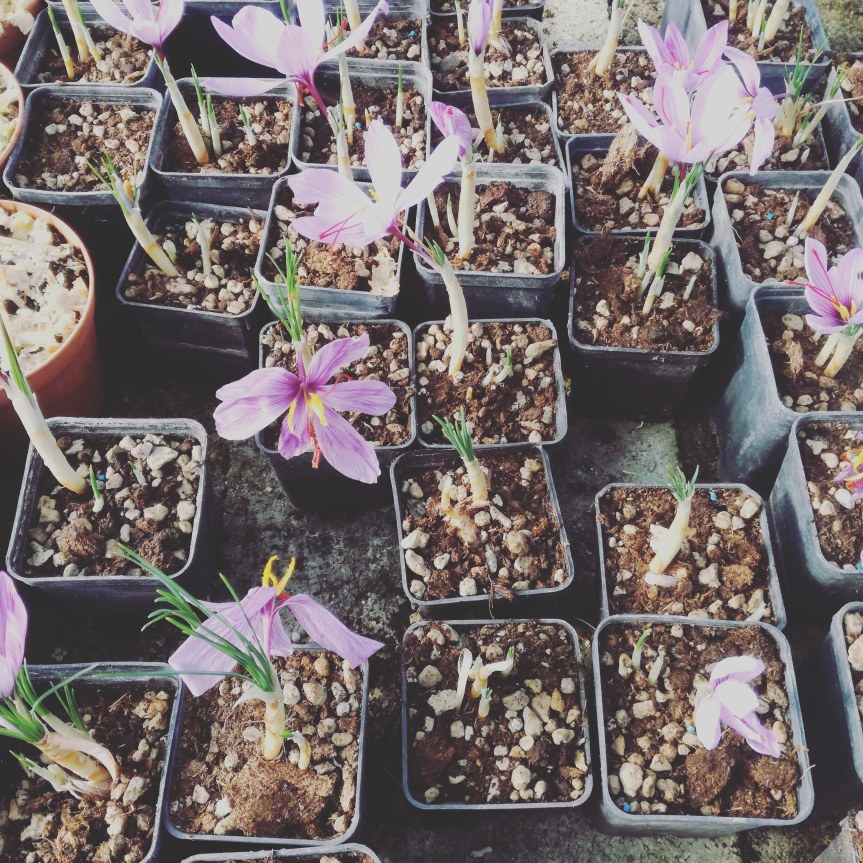 Uso di micorrize arbuscolari nella coltivazione di&nbsp;zafferano