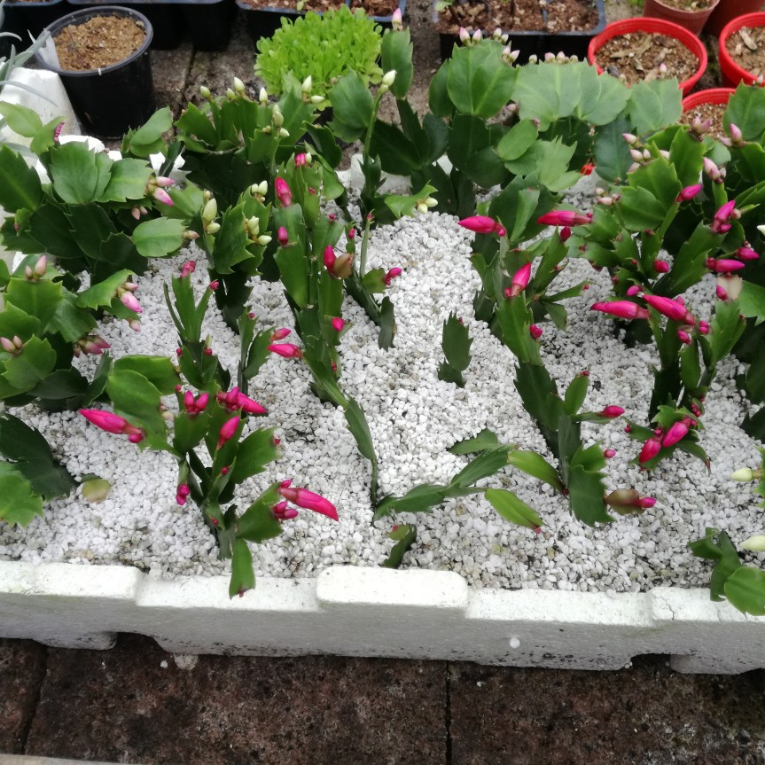 Uso di batteri promotori della crescita delle piante nella radicazione e coltivazione di schlumbergera truncata (cactus di&nbsp;Natale)