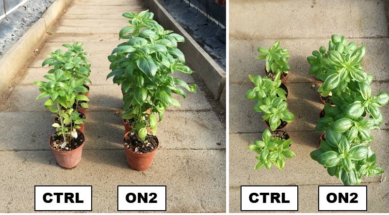 Article: Biostimulant based on liquid earthworm humus for improvement quality of basil (Ocimum basilicum&nbsp;L.)
