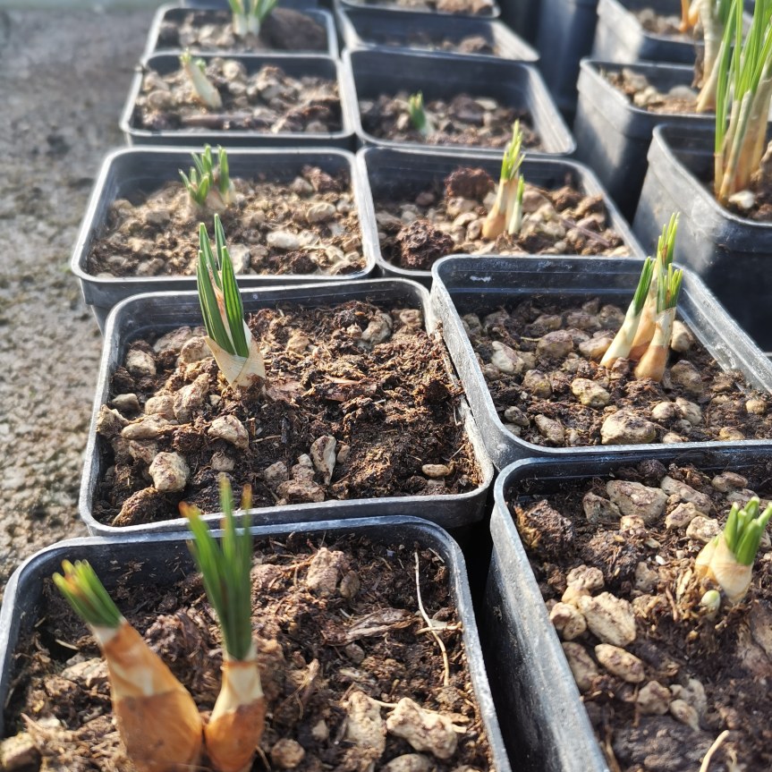 Mantenere salubre l’aria degli ambienti interni con i microrganismi del&nbsp;suolo
