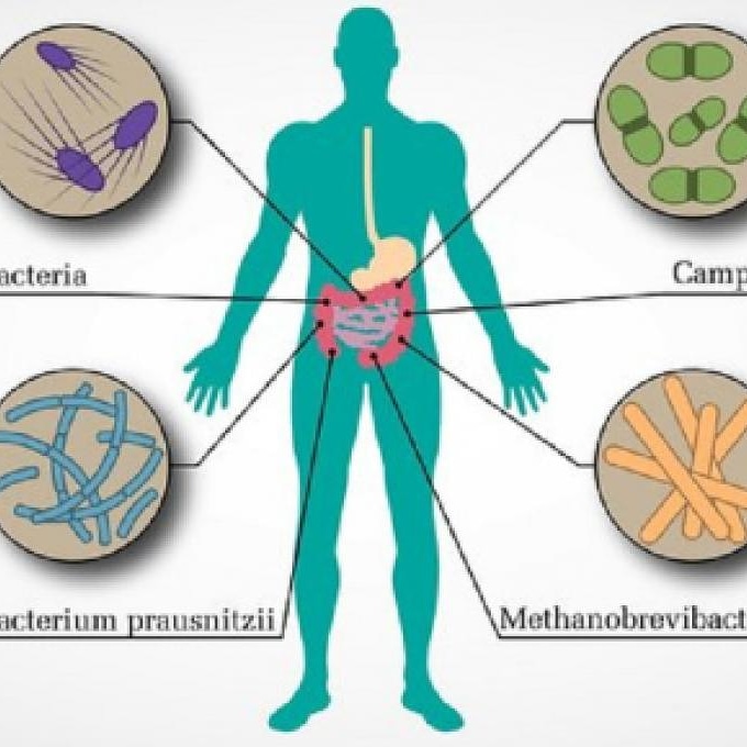 Perché è utile conoscere il microbiota normale dell’uomo?