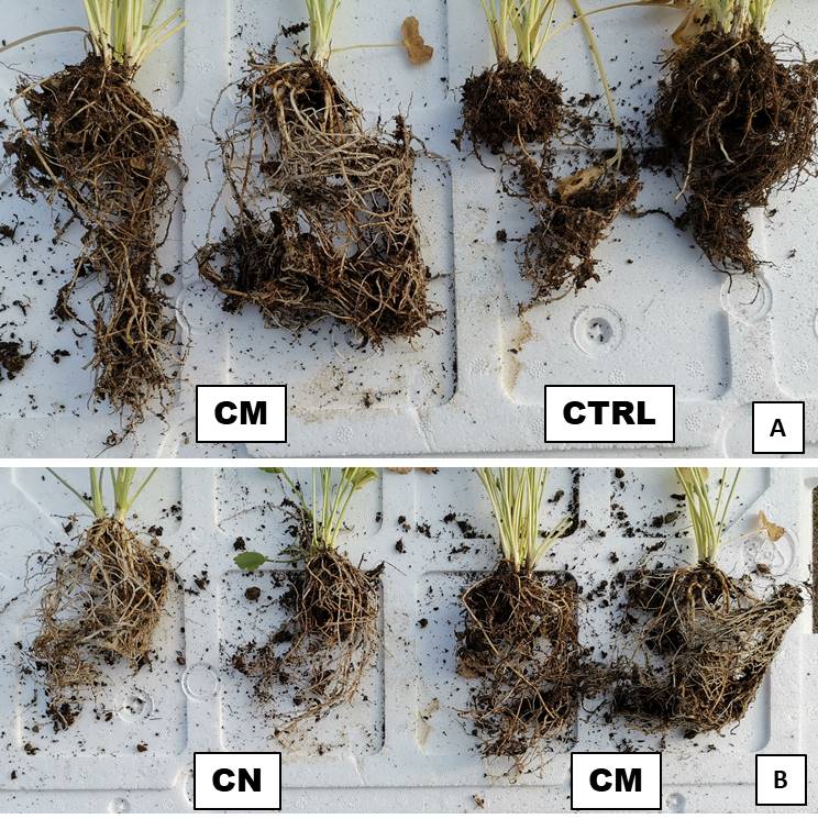 Article: Optimised fertilisation with zeolitites containing Plant Growth Promoting Rhizobacteria (PGPR) in Ranunculus&nbsp;asiaticus