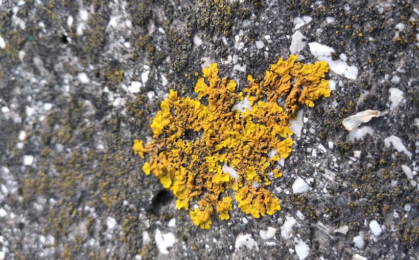 Il parassitismo microbico