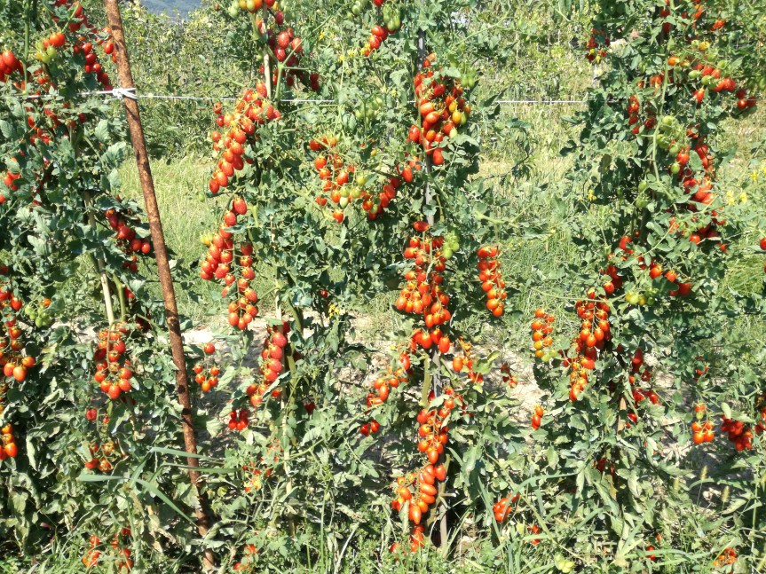 Microrganismi Effettivi ricerche