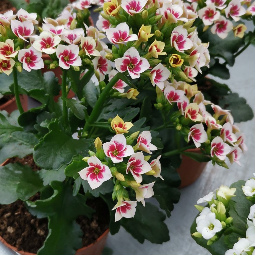 Le foglie carnose delle piante&nbsp;grasse