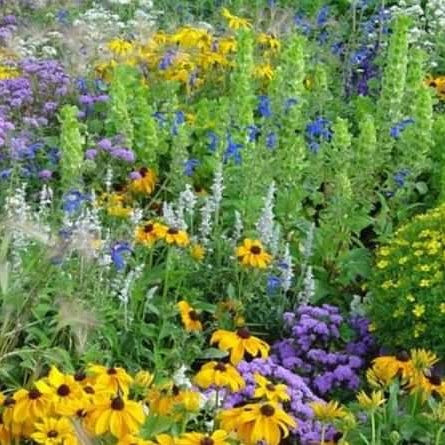 L’allelopatia: relazioni tra microrganismi e piante-microrganismi