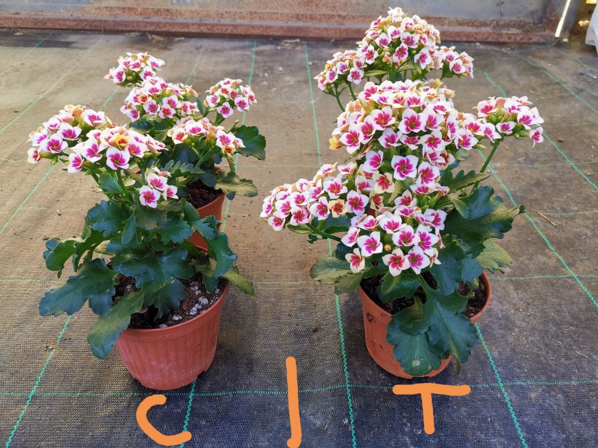 Addizione di Em-Bokashi nel substrato di coltivazione di Kalanchoe&nbsp;Blossfeldiana