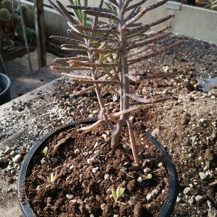 Kalanchoe tubiflora: comunicazione pianta madre con le nuove&nbsp;piantine
