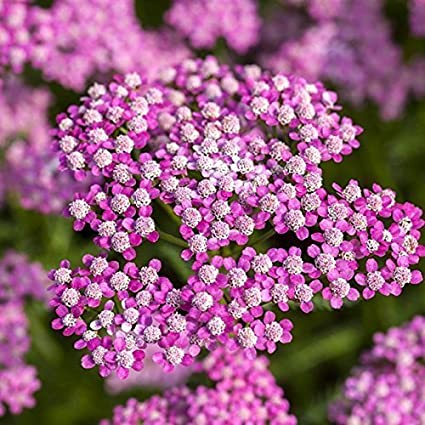 Uso medicinale di achillea&nbsp;millefolium