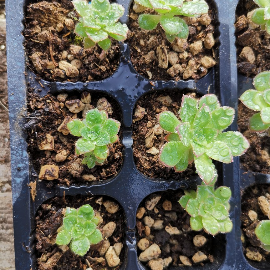 In che modo i biostimolanti permettono di aumentare la produttività delle&nbsp;colture???